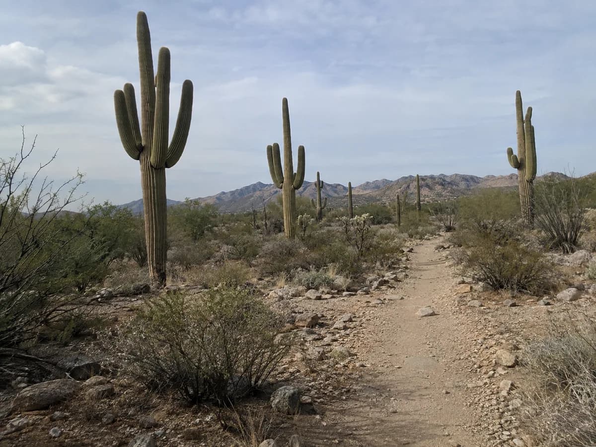 Saguaro desert trail scene inspired by Tucson