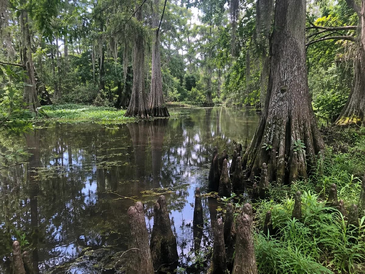 Cypress bayou scene inspired by the Lafayette area