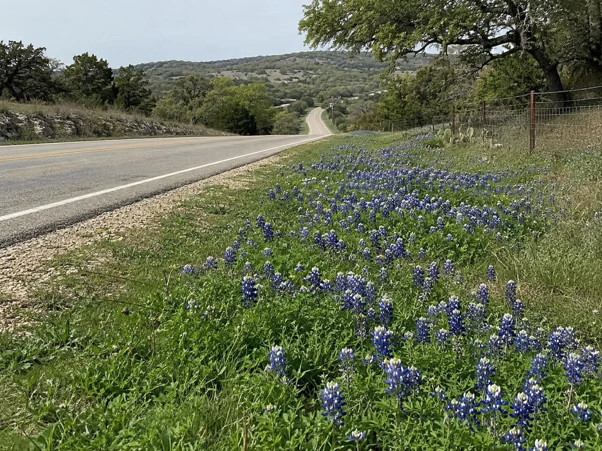 Bluebonnets beside a Hill Country road