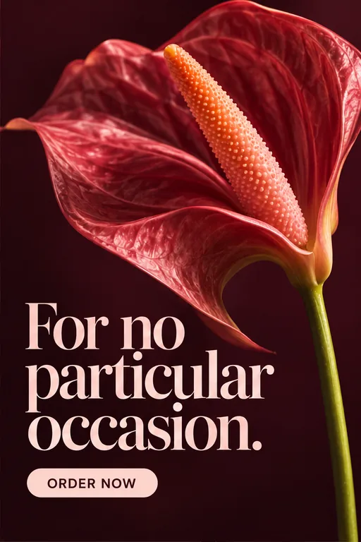 A sample Instagram post: a red anthurium with the words For no particular occasion